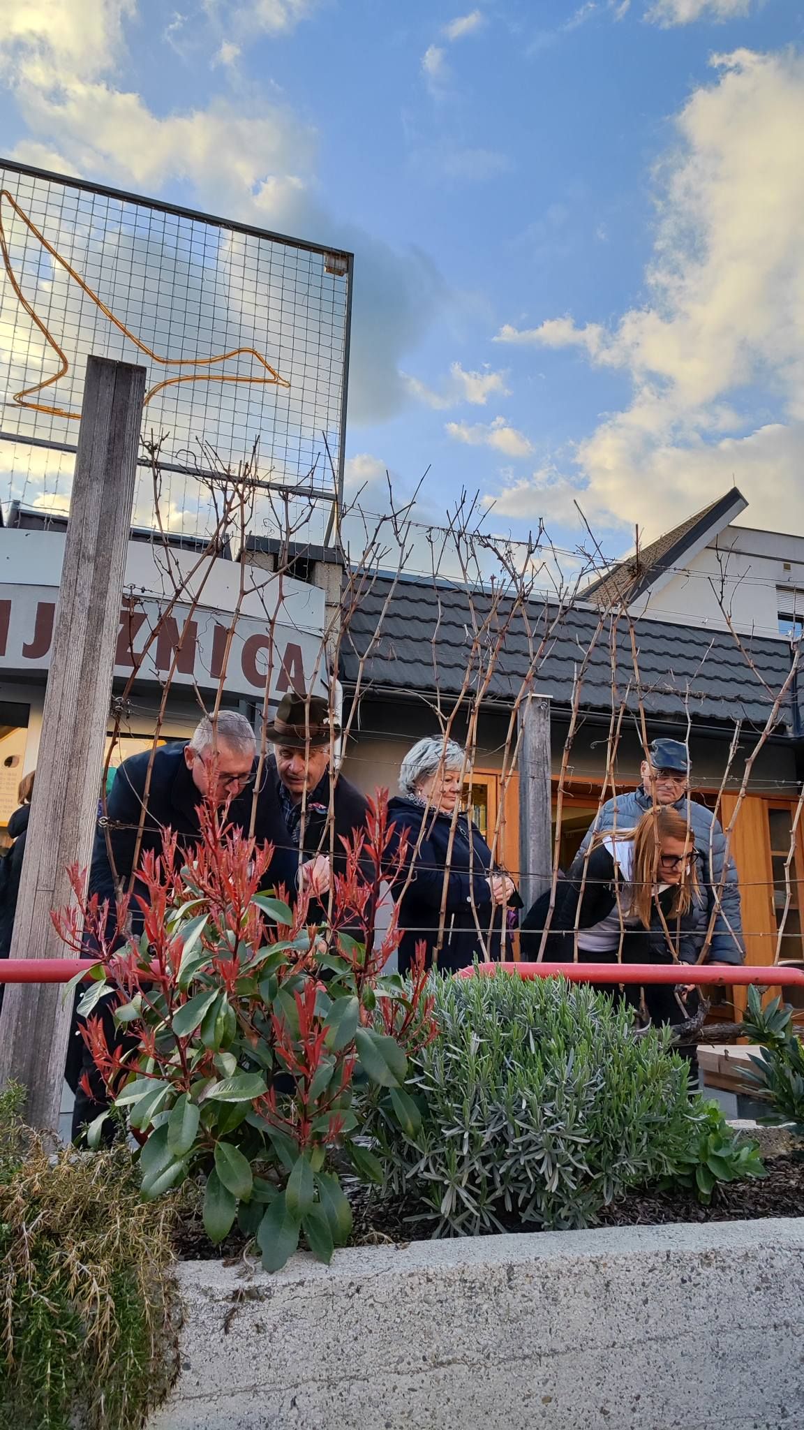 V Šmartnem ob Paki uspešno izvedli že 11. rez potomke najstarejše vinske trte na svetu 