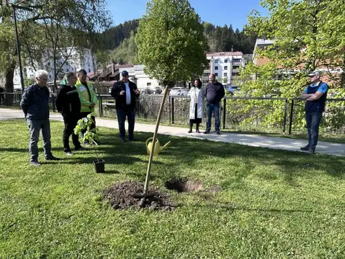 Kajuhov park v Šoštanju bogatejši za novo lipo