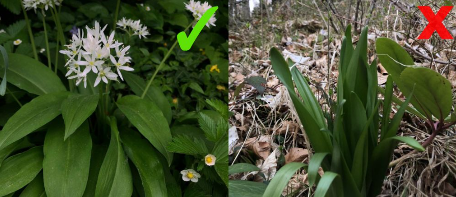 Tragičen začetek nabiralne sezone: Marca dve smrti zaradi jesenskega podleska