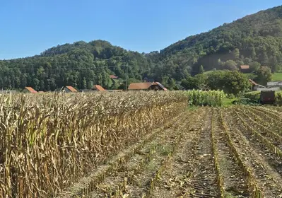 Občina Šmartno ob Paki pričela z zbiranjem vlog za prijavo škode na prizadetih območjih in kulturah   