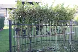 V sredo so v Občini Šmartno ob Paki opravili že 10. trgatev potomke stare trte
