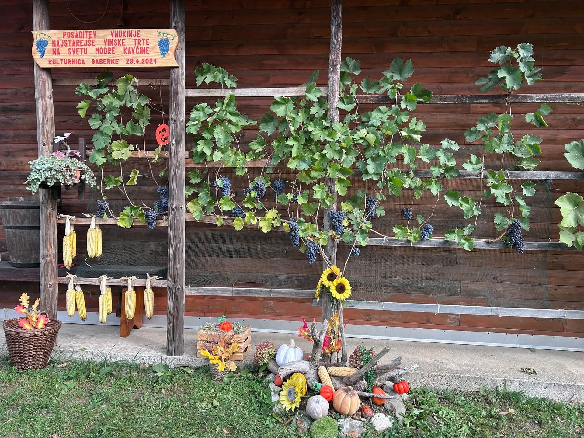 V nedeljo je v Gaberkah potekala trgatev potomke najstarejše trte na svetu