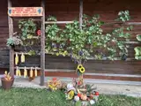 V nedeljo je v Gaberkah potekala trgatev potomke najstarejše trte na svetu