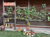 V nedeljo je v Gaberkah potekala trgatev potomke najstarejše trte na svetu