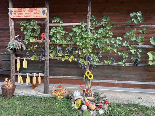 V nedeljo je v Gaberkah potekala trgatev potomke najstarejše trte na svetu