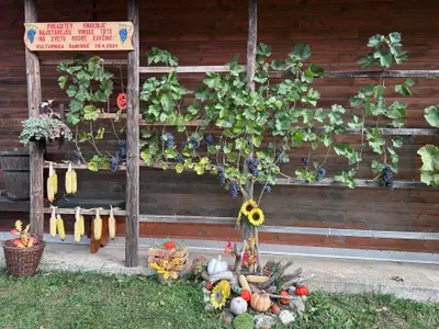 V nedeljo je v Gaberkah potekala trgatev potomke najstarejše trte na svetu