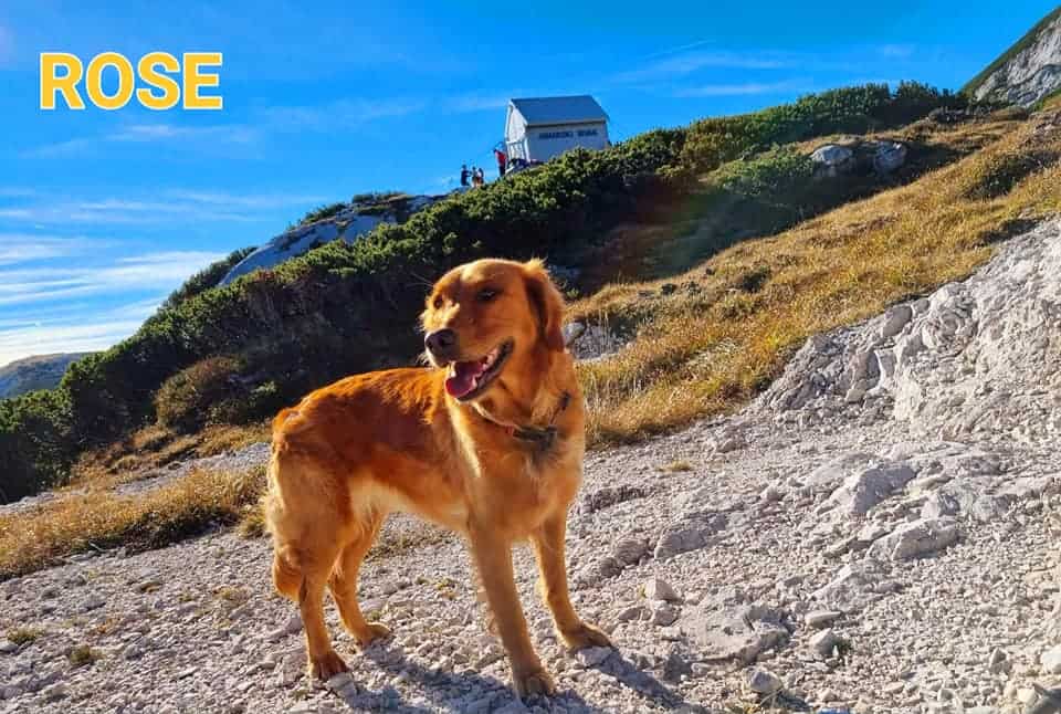 Predstavitev zbornika Šaleškega literarnega društva Hotenja v Galeriji Šoštanj