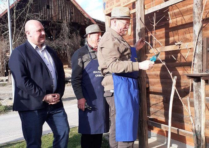 Včeraj so v Gaberkah opravili rez trsa potomke najstarejše trte z mariborskega Lenta