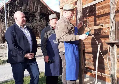 Včeraj so v Gaberkah opravili rez trsa potomke najstarejše trte z mariborskega Lenta