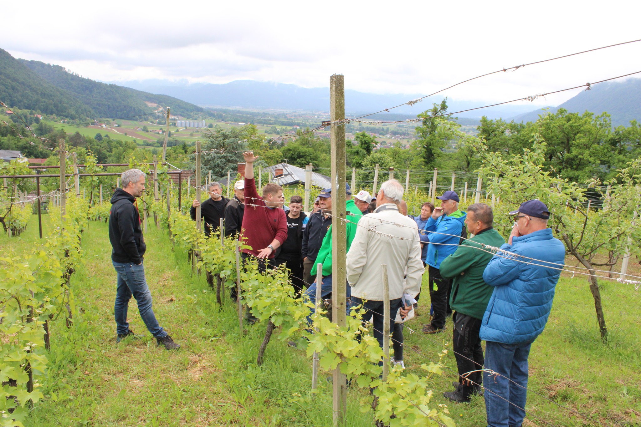 "Zelena dela v vinogradu": Strokovno srečanje Društva vinogradnikov Šmartno ob Paki