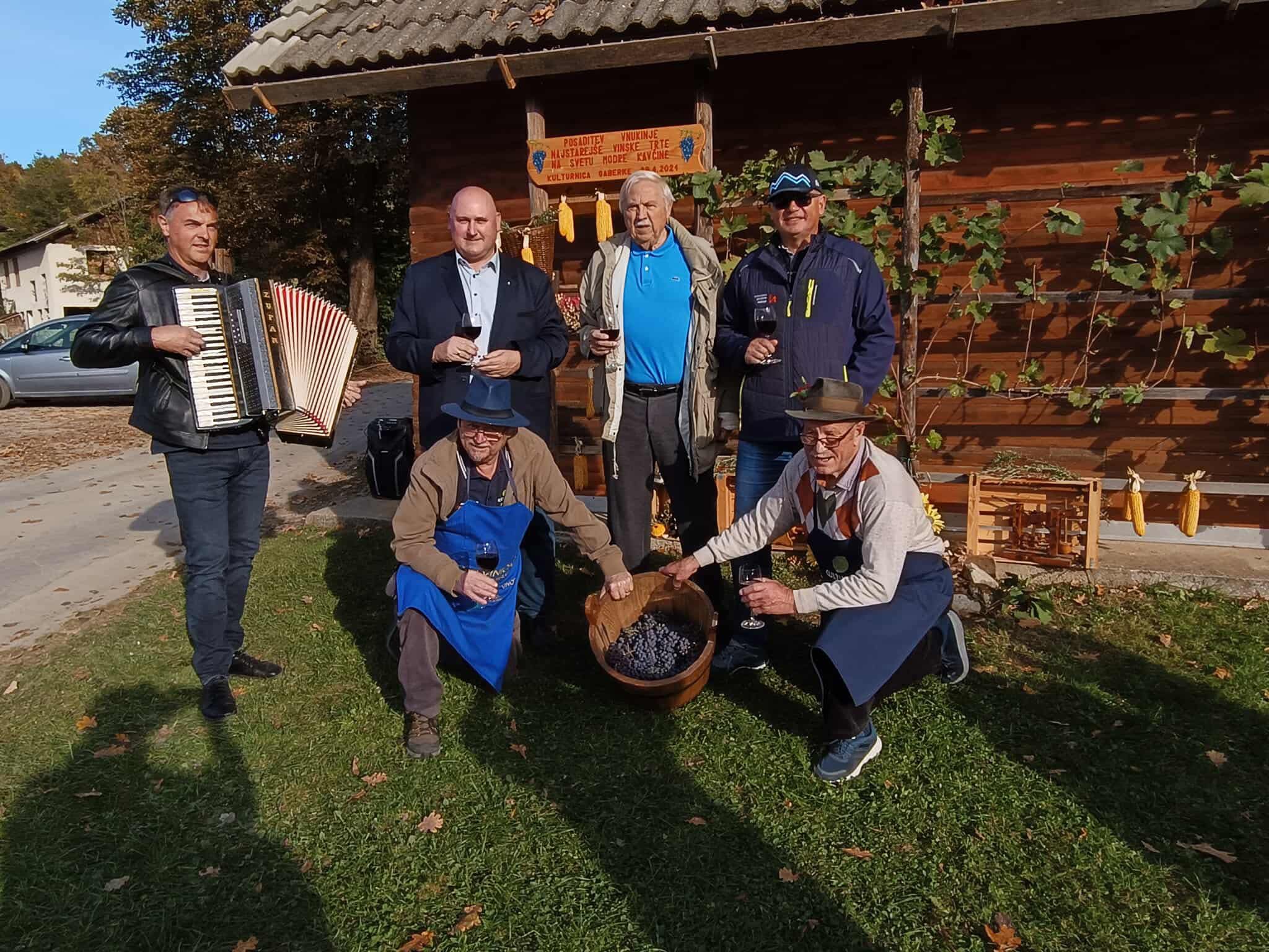 Trgatev v Gaberkah: Obrodila potomka najstarejše trte z Lenta